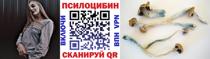 OMG ссылка  Светлоград  Псилоцибиновые грибы Cubensis 